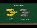 小５理科_メダカのたんじょう③