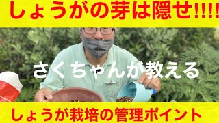 【しょうがプランター栽培】しょうがの寄せ土をしておかないと緑色のしょうがが出来てしまう？？さくチャンネルVer7【園芸】【初心者】【ガーデニング】【家庭菜園】