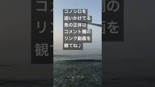 急にコノシロが打ち上がるいつものサーフ♪ fish washed up on the seashore