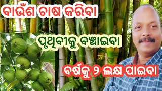 Commercial Bamboo Farming \u0026 Thai Guava Farming in Odisha | Low Risk Organic Farming | ବାଉଁଶ ଓ ପିଜୁଳି