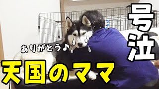 天国へ逝ったママへ 歌を捧げ寄り添うハスキー犬 保護犬トイプードルに涙 【追悼】