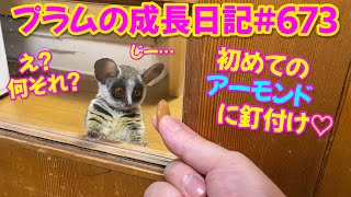 Bushbaby Plum's Growth Diary ショウガラゴ プラムの成長日記 #673