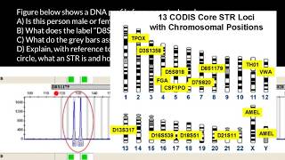 How to understand STR electropherogram
