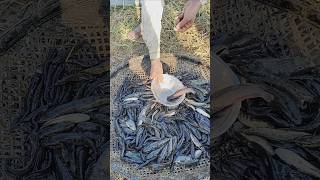 লোকেল মাগুৰ মাছ ধৰি অনিলো ৰাইজ🐟🐟#shorts