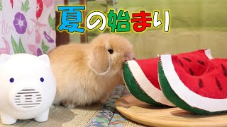 【おばあちゃんち】夏の縁側に興味津々なうさぎの赤ちゃん♪