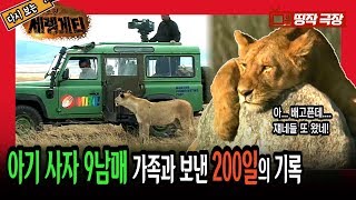 [띵작극장] 53탄 - 아기 사자 9남매 가족과 보낸 200일의 기록 [야생의 초원, 세렝게티]