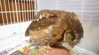 撫でられるの待つフクロウ Owl waiting to be stroked