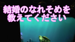 結婚のなれそめを教えてください【タートルトーク】東京ディズニーシー