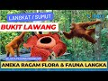 Bukit Lawang, Wisata Alam Seru di Langkat Sumatera Utara