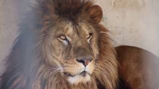 おびひろ動物園ライオン　ヤマト２０１７スタート