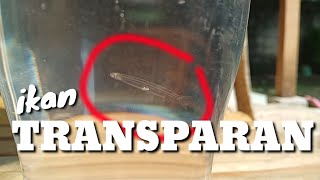 IKAN TRANSPARAN