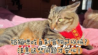 给猫咪吃自制食物可以吗？注意这些问题才安心！#养猫经验分享