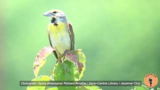 Dickcissel - Spiza americana