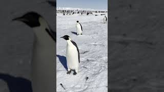 남극 팽귄 나라 신비로운 모습 An Antarctic Penguin Nation~that's so cool