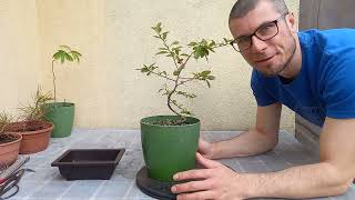 Ognik szkarłatny-tworzenie bonsai