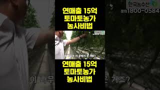 [한국농수산TV] 연매출 15억 토마토 농가의 농사비법