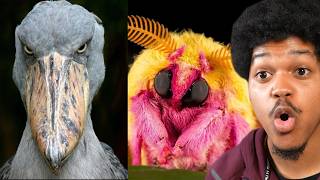 The Cutest Animals Ever | Trxce