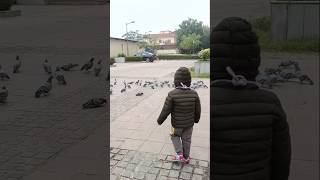 Nitya dekho kise pakadne ja Rai hai 😧#shotrs #fun#pigeon#winter  #nitya#happy #ytshorts #viral