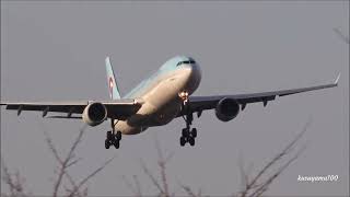 ✈✈最大瞬間風速20ｍの恐怖” 横風着陸 大きくバウンド着陸”Korean Air A330 wind shear Crosswind landing at Narita Airport RWY16R