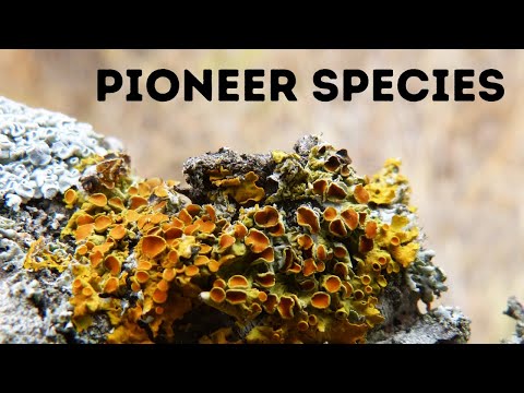 What is an example of pioneer species?
