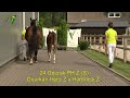 veulenveiling dronten 24 dourak ph z s dourkan hero z x hardrock z