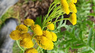 Tansy Tanacetum vulgare Planting 💚 Invasive weeds and Outdoors Talk