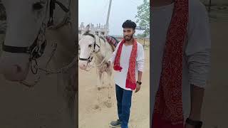 #din bhar ghode #viralshorts #viralvideo