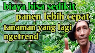 cara cepat pemanenan Porang karena Porang itu seperti siluman