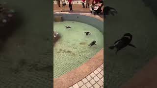 【アドベンチャーワールド】入り口でのペンギンさんたちのお出迎え！