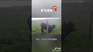 牛年说牛气