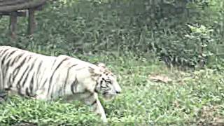 White Tiger at Nandankanan। নন্দনকানন এ সাদা বাঘ।