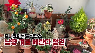 식물Vlog: 남향베란다정원의 겨울꽃과  초록빛 싱그러움, 소품활용하기