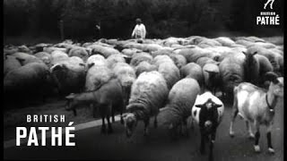 Sheep Trek To Be Sheared (1967)