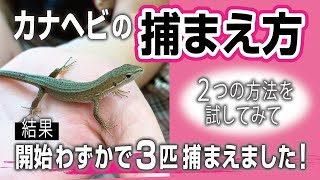 カナヘビの捕まえ方