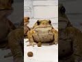 わちゃわちゃ楽しいヒキガエル funny toad video