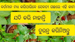 ବର୍ତମାନ ସେବତୀ ଗଛରେ କରିନିଅନ୍ତୁ ଏହି କାମ/ନଭେମ୍ବର ରୁ ମାର୍ଚ୍ଚ ପର୍ଯ୍ୟନ୍ତ ଫୁଟିବ ଫୁଲ।