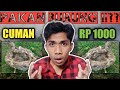 melololoh anakan Kecial Kombok (cucak kombo) Lombok Ntb