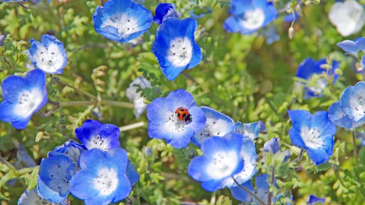 Growing Your Own Flax Seed Youtube