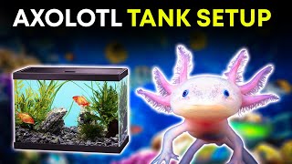 How to Set Up an Axolotl Tank (Size, Temp \u0026 Water Requirements)