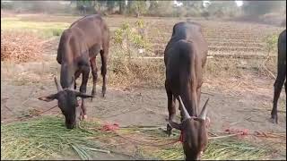 गोरे विक्री साठी आहेत. मो. 98344 71968 #youtube #पशु_विक्री_खरेदी #नादखुळा #cow #animals