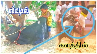 ஆத்தி இந்த வயசுல😱இவ்லோ கோவமா.. களமே அதிருது🔥😈ஓடி போ...