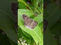 common snow flat tagiades japetus is nectaring on longan flower tagiasesjapetus commonsnowflat