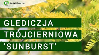 Sunburst - glediczja trójcierniowa o żółtych liściach, do ogrodów i parków