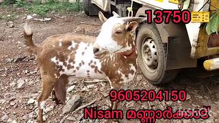 ബാർബറി പാൽ 🥛ആട് ചെറിയ വിലക്ക് 👍BARBARI milk goat for sale