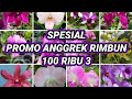 Pemula merapat super big sale #livesaleanggrek #bungaanggrek #anggrekmurah #vitaorchids