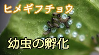 ヒメギフチョウ 幼虫の孵化【幼虫注意】 / Luehdorfia puziloi,freshly hatched larva.