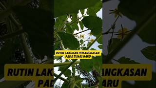 Rutin Lakukan Pruning Pada Tanaman Tomat Agar Berbuah Lebat #berkebun #gardening #pruning