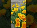 california poppies