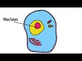 cc cycle 1 science what are some parts of an animal cell