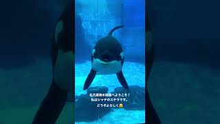 私の名前はステラです！　【名古屋港水族館】【シャチ公開トレーニング】